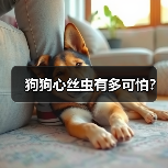 狗狗心丝虫有多可怕？（图2）