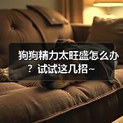 狗狗精力太旺盛怎么办？试试这几招~（图3）