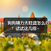 狗狗精力太旺盛怎么办？试试这几招~（图2）