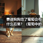 泰迪狗狗吃了葡萄会有什么后果?(葡萄中的毒素对泰迪狗狗的影响及应对方法)(图4) 泰迪狗狗吃了葡萄会有什么后果?(葡萄中的毒素对泰迪狗狗的影响及应对方法)(图4)