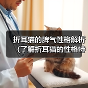 折耳猫的脾气性格解析(了解折耳猫的性格特点和行为习惯,成为它们的理解者)(图1) 折耳猫的脾气性格解析(了解折耳猫的性格特点和行为习惯,成为它们的理解者)(图1)