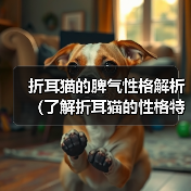 折耳猫的脾气性格解析(了解折耳猫的性格特点和行为习惯,成为它们的理解者)(图2) 折耳猫的脾气性格解析(了解折耳猫的性格特点和行为习惯,成为它们的理解者)(图2)