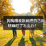 狗狗得皮肤病把自己皮肤挠烂了怎么办？（图2）
