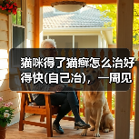 猫咪得了猫癣怎么治好得快(自己冶),一周见效(图2) 猫咪得了猫癣怎么治好得快(自己冶),一周见效(图2)