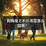 狗狗身上不长毛是怎么回事？（图3）