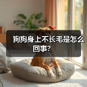 狗狗身上不长毛是怎么回事？（图4）