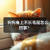 狗狗身上不长毛是怎么回事？（图2）