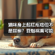 猫咪身上起红疙瘩但不是猫癣？罪魁祸首可能是这些（图3）