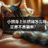 小猫身上长结痂怎么确定是不是猫癣？（图3）