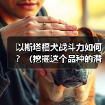 以斯塔福犬战斗力如何?(挖掘这个品种的潜力,探究其战斗能力的来源)(图2) 以斯塔福犬战斗力如何?(挖掘这个品种的潜力,探究其战斗能力的来源)(图2)