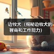 边牧犬(揭秘边牧犬的智商和工作能力)(图2) 边牧犬(揭秘边牧犬的智商和工作能力)(图2)