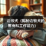 边牧犬(揭秘边牧犬的智商和工作能力)(图3) 边牧犬(揭秘边牧犬的智商和工作能力)(图3)