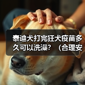 泰迪犬打完狂犬疫苗多久可以洗澡?(合理安排洗澡时间,确保泰迪犬的健康)(图2) 泰迪犬打完狂犬疫苗多久可以洗澡?(合理安排洗澡时间,确保泰迪犬的健康)(图2)