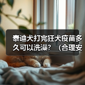 泰迪犬打完狂犬疫苗多久可以洗澡?(合理安排洗澡时间,确保泰迪犬的健康)(图3) 泰迪犬打完狂犬疫苗多久可以洗澡?(合理安排洗澡时间,确保泰迪犬的健康)(图3)