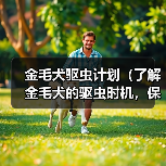金毛犬驱虫计划(了解金毛犬的驱虫时机,保护宠物健康)(图3) 金毛犬驱虫计划(了解金毛犬的驱虫时机,保护宠物健康)(图3)