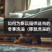 如何为豚鼠提供适当的冬季洗澡（豚鼠洗澡的正确方法及注意事项）（图2）