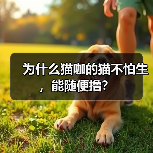 为什么猫咖的猫不怕生,能随便撸?(图1) 为什么猫咖的猫不怕生,能随便撸?(图1)