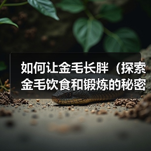 如何让金毛长胖(探索金毛饮食和锻炼的秘密)(图1) 如何让金毛长胖(探索金毛饮食和锻炼的秘密)(图1)