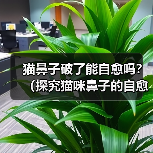 猫鼻子破了能自愈吗？（探究猫咪鼻子的自愈能力及相应护理方法）（图2）