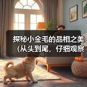 探秘小金毛的品相之美（从头到尾，仔细观察小金毛的外貌特征和品质）（图3）