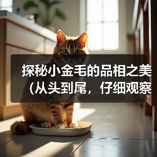 探秘小金毛的品相之美（从头到尾，仔细观察小金毛的外貌特征和品质）（图4）