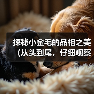 探秘小金毛的品相之美（从头到尾，仔细观察小金毛的外貌特征和品质）（图2）