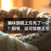 猫咪眼睛上方秃了一块？别慌，这可能是正常现象（图2）