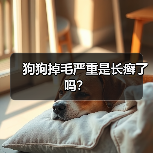 狗狗掉毛严重是长癣了吗?(图3) 狗狗掉毛严重是长癣了吗?(图3)