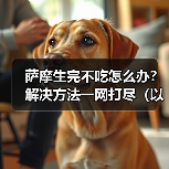 萨摩生完不吃怎么办?解决方法一网打尽(以萨摩生完不吃为主题的有效解决办法)(图2) 萨摩生完不吃怎么办?解决方法一网打尽(以萨摩生完不吃为主题的有效解决办法)(图2)