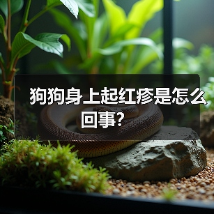 狗狗身上起红疹是怎么回事？（图4）