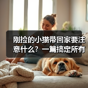 刚捡的小猫带回家要注意什么？一篇搞定所有难题（图2）