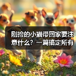 刚捡的小猫带回家要注意什么？一篇搞定所有难题（图3）
