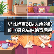 猫咪绝育对粘人度的影响（探究猫咪绝育后是否会更加亲人的现象及其原因）（图1）