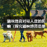 猫咪绝育对粘人度的影响（探究猫咪绝育后是否会更加亲人的现象及其原因）（图4）