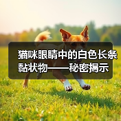 猫咪眼睛中的白色长条黏状物——秘密揭示（图4）