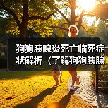 狗狗胰腺炎死亡临死症状解析（了解狗狗胰腺炎临死前的表现与处理方法）（图2）