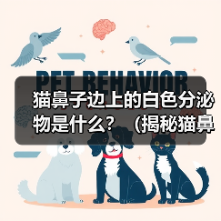 猫鼻子边上的白色分泌物是什么？（揭秘猫鼻子边上白色分泌物的成因及处理方法）（图4）