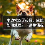 小边牧吃了碎骨，应该如何处理？（紧急情况下的急救措施及后续处理方法）（图4）