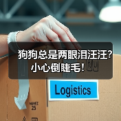 狗狗总是两眼泪汪汪？小心倒睫毛！