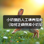 小奶猫的人工喂养指南（如何正确照顾小奶猫成长健康）（图4）