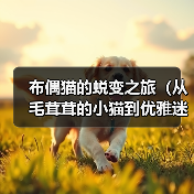 布偶猫的蜕变之旅（从毛茸茸的小猫到优雅迷人的布偶猫）（图1）