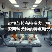 边牧与拉布拉多犬（探索两种犬种的特点和优势，助您做出明智的选择）（图3）