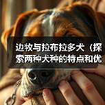 边牧与拉布拉多犬（探索两种犬种的特点和优势，助您做出明智的选择）（图4）
