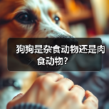 狗狗是杂食动物还是肉食动物？（图2）