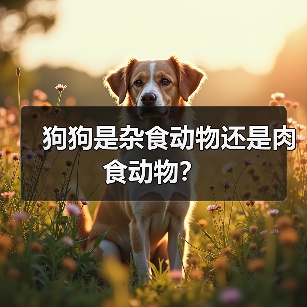 狗狗是杂食动物还是肉食动物？（图3）