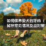 如何保养爱犬的牙齿(掉牙常见情况及应对策略)(图2) 如何保养爱犬的牙齿(掉牙常见情况及应对策略)(图2)