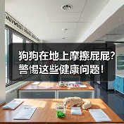 狗狗在地上摩擦屁屁？警惕这些健康问题！（图2）