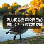 猫为何总喜欢咬自己的脚趾头？（探究猫咬脚趾的原因及解决方法）（图2）