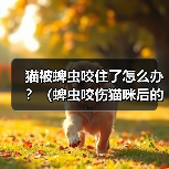 猫被蜱虫咬住了怎么办？（蜱虫咬伤猫咪后的应对措施）（图4）