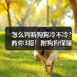 怎么判断狗狗冷不冷？教你3招！附狗狗保暖小Tips✔（图2）